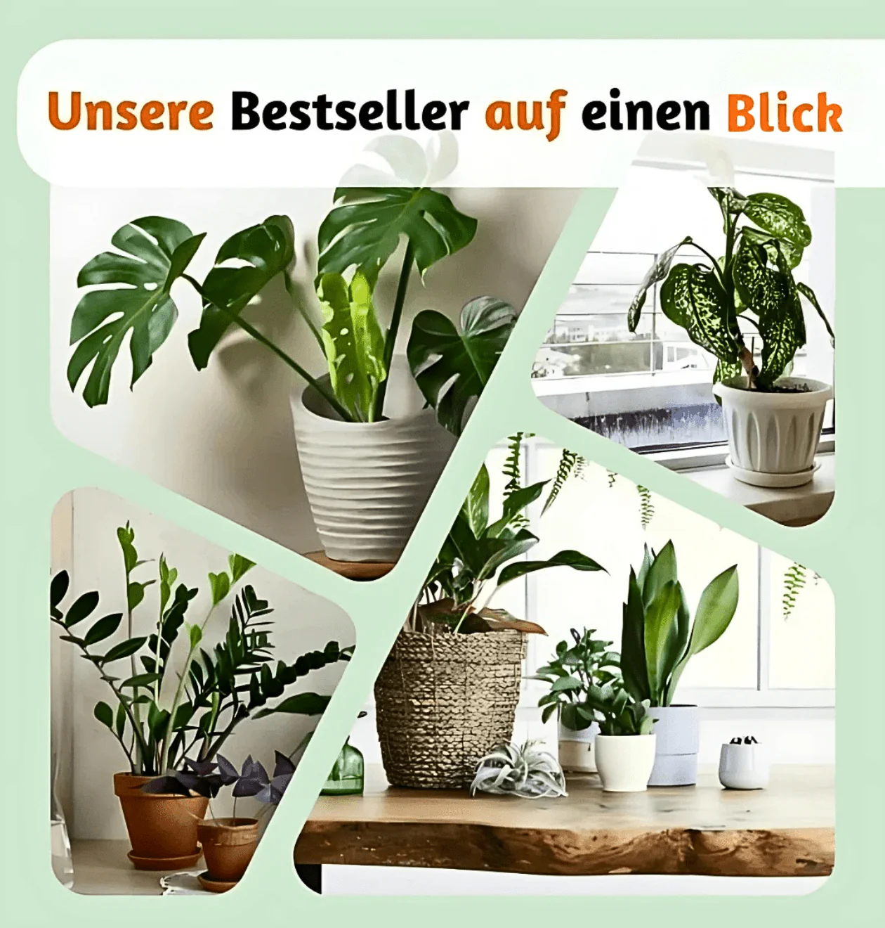 "EasyCare" Starter Set | 4er-Set + Zubehör | ca. 30-60 cm | Ø 12-15 cm Topf - Image 10