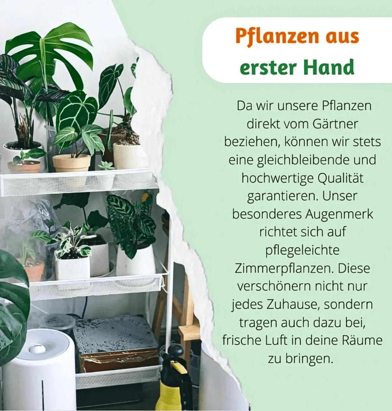 "EasyCare" Starter Set | 4er-Set + Zubehör | ca. 30-60 cm | Ø 12-15 cm Topf - Image 9