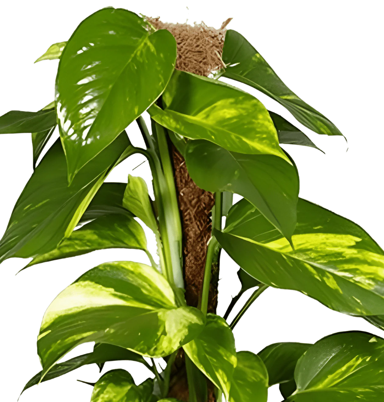 Efeutute am Moosstab | 2er-Set | Epipremnum Aureum | ca. 50-60 cm | Ø 12-15 cm Topf - Image 3