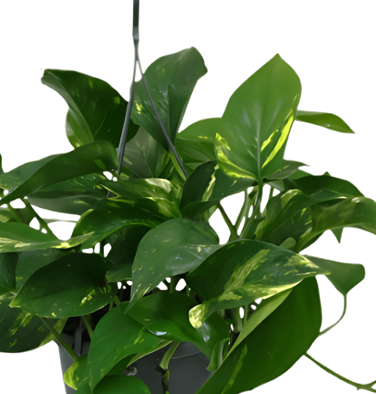 Efeutute (hängend) | 5er-Set | Epipremnum aureum | ca. 30-35 cm | Ø 12-15 cm Topf - Image 3