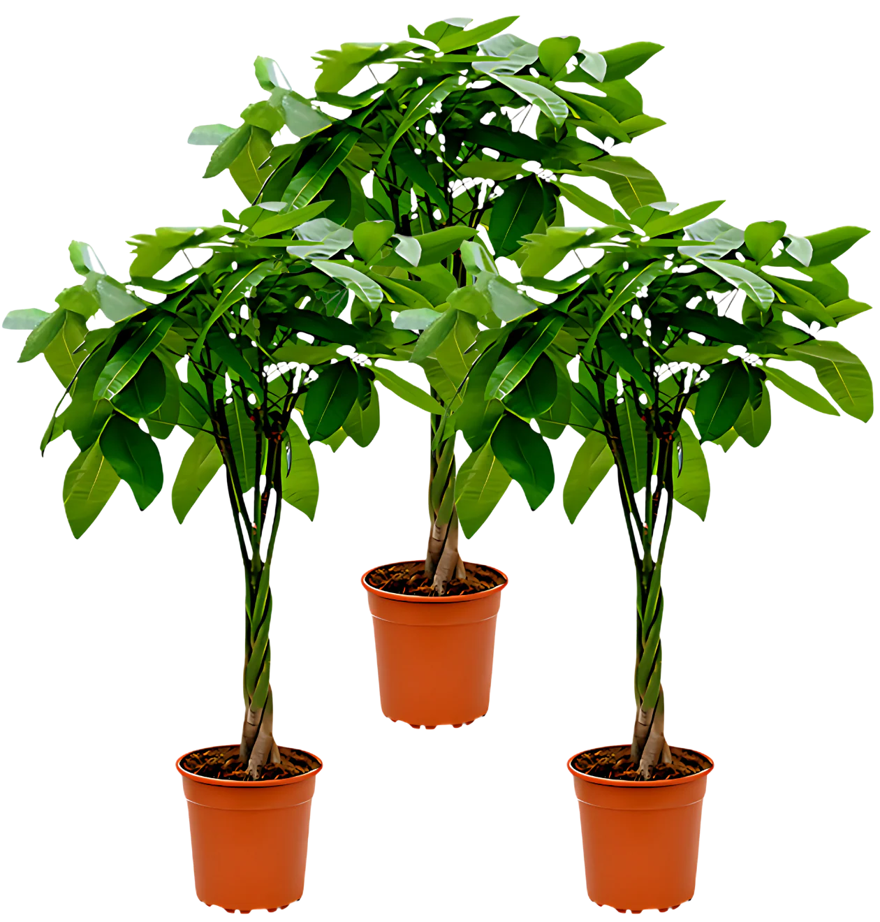 Glückskastanie | 3er-Set | Pachira | ca. 40-50 cm | Ø 12-15 cm Topf