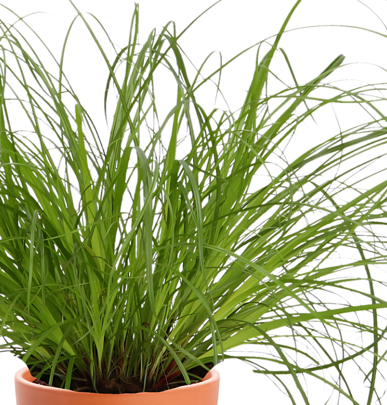 Katzengras | 3er-Set | Cyperus zumula | ca. 20-30 cm | Ø 12-15 cm Topf - Image 3