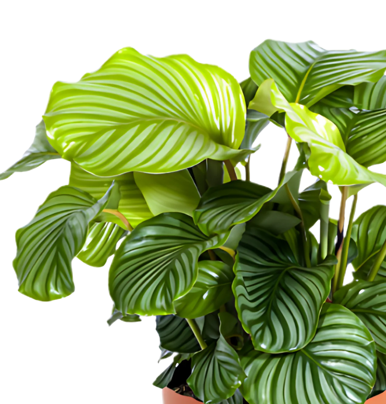 Korbmarante | 5er-Set | Calathea | ca. 40-50 cm | Ø 12-15 cm Topf - Image 3
