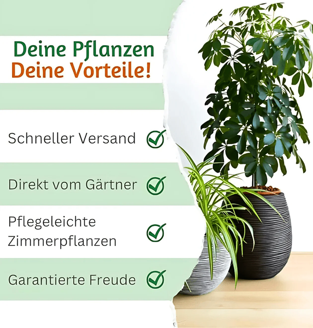 “Luftreiniger” Pflanzen-Set | 4er-Set | ca. 40-70 cm | Ø 12-15 cm Topf - Image 7