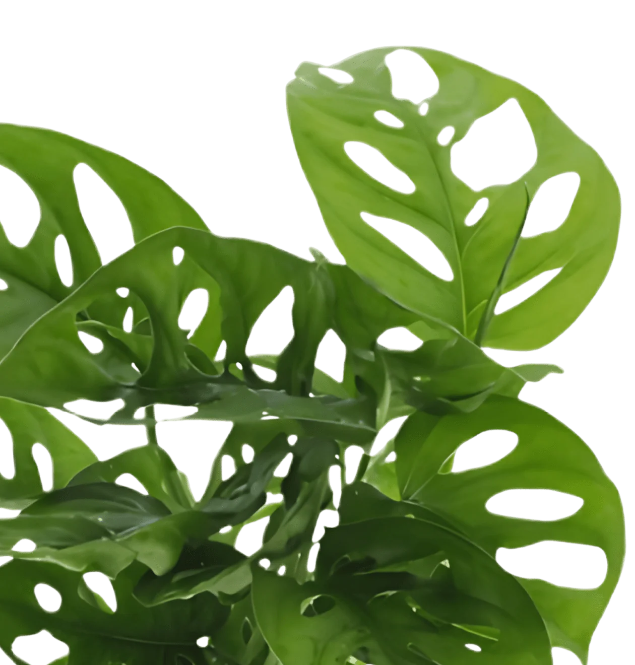 Monstera adansonii | 5er-Set | Monkey Leaf | ca. 25-30 cm | Ø 12-15 cm Topf - Image 3