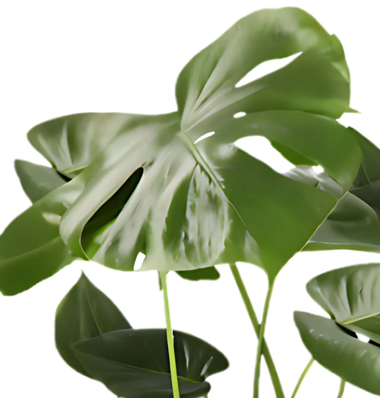 Monstera deliciosa | 4er-Set | Fensterblatt | ca. 55-70 cm | Ø 12-15 cm Topf - Image 3