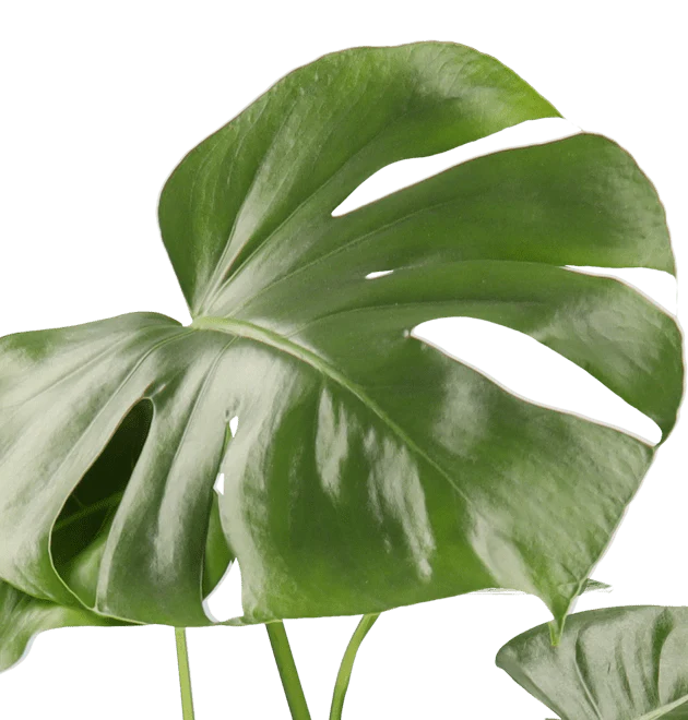 Monstera | “Deliciosa” | +/- 55-65cm | ø 12-15cm Topf - Image 2