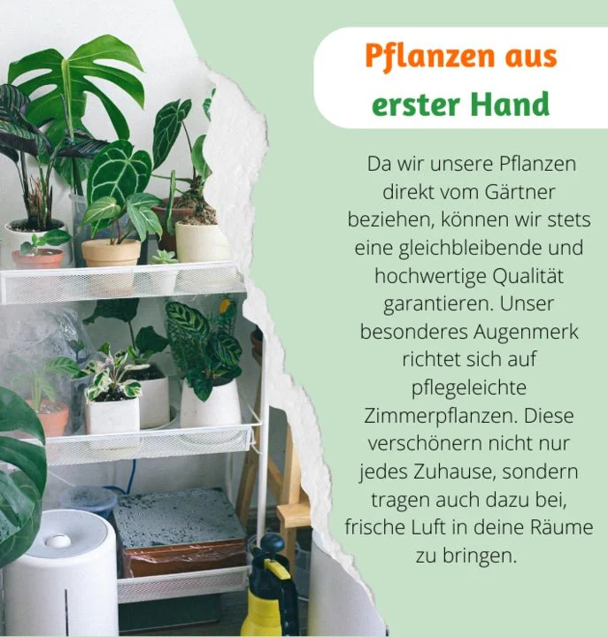 Monstera | “Deliciosa” | +/- 55-65cm | ø 12-15cm Topf - Image 3