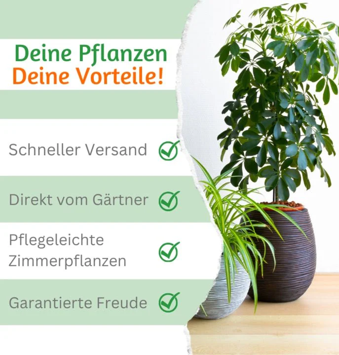 Monstera | “Deliciosa” | +/- 55-65cm | ø 12-15cm Topf - Image 4