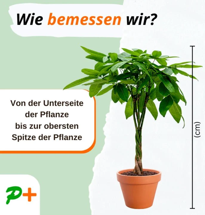 Monstera | “Deliciosa” | +/- 55-65cm | ø 12-15cm Topf - Image 5