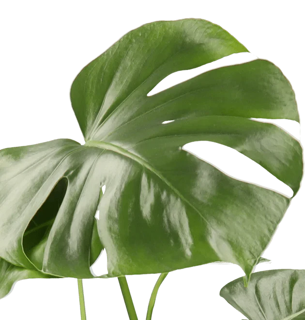 Monstera deliciosa | Fensterblatt | ca. 55-70 cm | Ø 12-15 cm Topf - Image 3