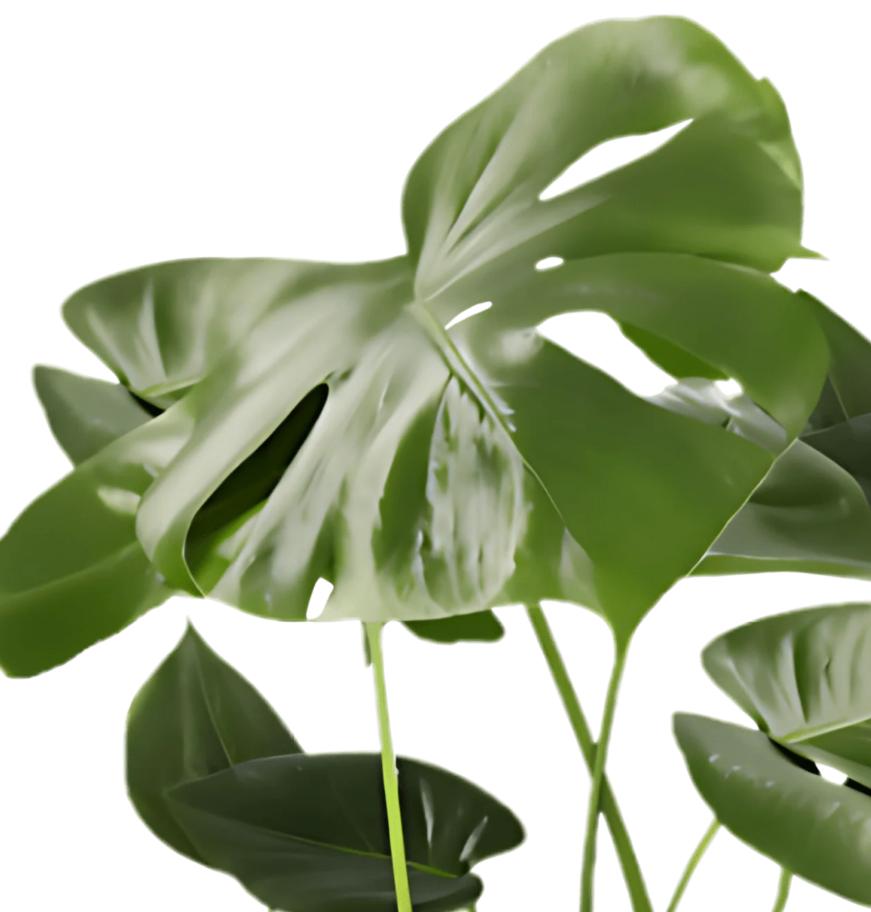 Monstera deliciosa | 5er-Set | Fensterblatt | ca. 55-70 cm | Ø 12-15 cm Topf - Image 3